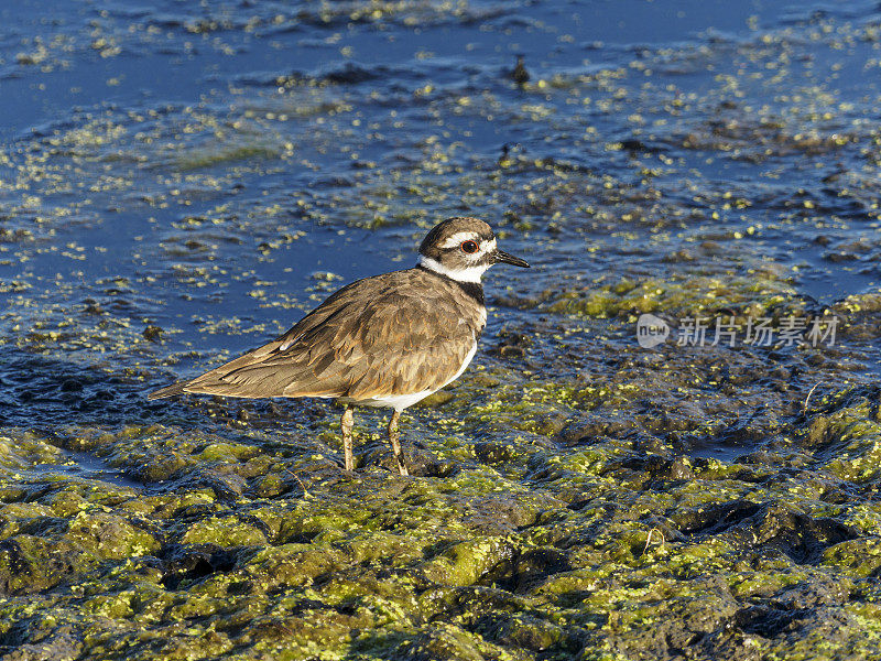 湿地中行走的杀鹿(Charadrius vociferus